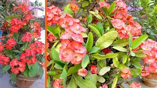 Care and propagation of Euphorbia milii or Crown of thorns [upl. by Arela]