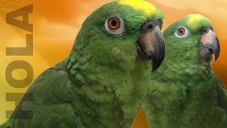 Loro Saluda a sus Fans  Muy chistoso  Parrots saying hello to their fans [upl. by Welton]