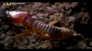 Matabele ants vs termite soldiers [upl. by Donald]