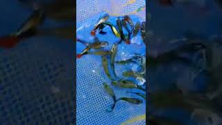 Guppy fish market এখন কোথায় পাবেন hooghly aquarium fish market serampore pet market [upl. by Engis320]