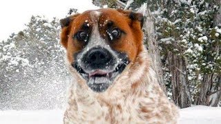 Essayez de regarder sans rire Ce chiens drôles de neige Fails [upl. by Refennej]