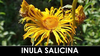 VErba Volant  Inula salicina o Pentanema salicinum [upl. by Melas]