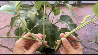 How to propagate Rhaphidophora tetrasperma mini monstera  water vs moss experiment [upl. by Kristof]