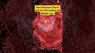 How Resistant Starch and Gut Microbiota Can Transform Weight Loss shorts shortsfeed fatloss [upl. by Eirrem]