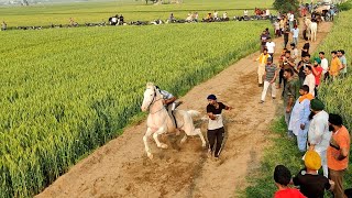 🔴LIVE HORSE RACE RAIPUR MAJRI FATEGARH SAHIB horseracing [upl. by Sina826]