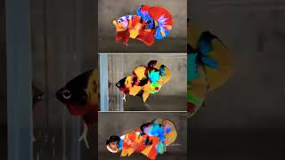 Betta fish swimming betta fish breeding shortvideo trending betta fish youtubeshorts [upl. by Albur653]