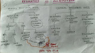 Regulation of respiration 1  TCML [upl. by Yarod535]