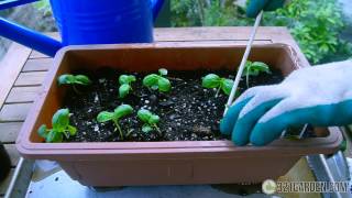 Secrets to Planting Basil at Home Complete Guide [upl. by Tjon]