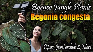 BORNEO JUNGLE PLANTS I Begonia Congesta amp MORE [upl. by Liberati]