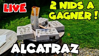 🔴LIVE  2 nids de fourmis à gagner [upl. by Nangatrad]