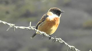 Stonechat Bird at Loe Bar Porthleven  Tarier Pâtre [upl. by Noral]