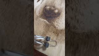 Pyrography Blending for realistic wood burning portraits pyrography woodburning dog howto [upl. by Aneliram]