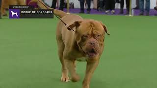 Dogues de Bordeaux  Breed Judging 2019 [upl. by Hitchcock71]