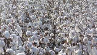 Cotton on Palmer Farms 2012 Holly Island AR [upl. by Gytle26]