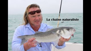 La chaîne naturaliste [upl. by Ettedanreb]