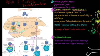 85P SelfTolerance how TCells and BCells mature Central Tolerance Immunological tolerance [upl. by Orna]