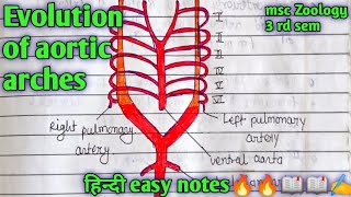 Evolution of aortic arches msc zoology 3 rd semester full हिन्दी easy नोट्स 🔥🔥🔥📖📖✍️📝 [upl. by Tor]