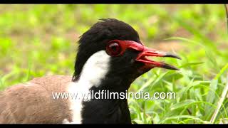 47 degrees humid heat in the sun but this Plover  Lapwing continues to sit on eggs on the ground [upl. by Thor712]