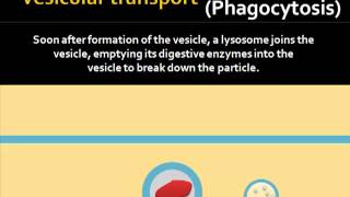 Vesicular Transport [upl. by Egedan892]