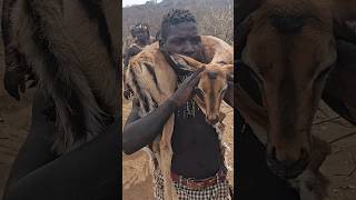 the life of bushmen of Africa depends on hunting villagelife africa [upl. by Adnuhser]