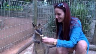 An Interactive day at Featherdale Wildlife Park Sydney [upl. by Hanikas]