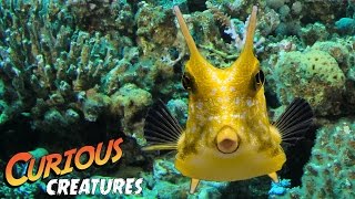 Longhorn Cowfish  Curious Creatures [upl. by Yhprum972]