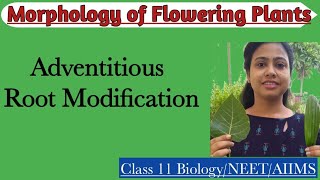 Adventitious Root ModificationRoot systemCh5 Morphology of Flowering PlantsClass 11 BiologyNEET [upl. by Abixah]