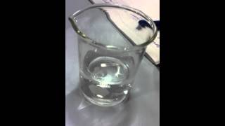 Magnesium reacting with Water [upl. by Terena955]