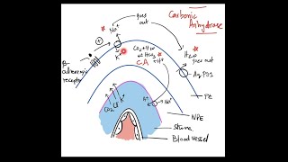 The Angle of Anterior Chamber  Part 2 Physiology Aqueous Humour Dynamics  Biochemistry [upl. by Aviv]