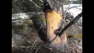 Beaver chewed jackpine pitch fire starter for ferro rod [upl. by Eytteb143]