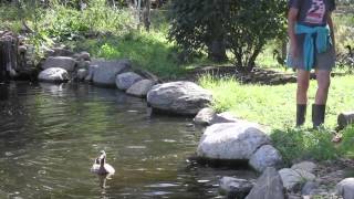 Neglected Ducks Get Their First Swim [upl. by Farr]