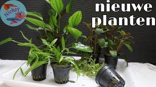 Wat doe ik met NIEUWE aquariumplanten Nickey [upl. by Aticilef408]