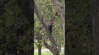 woody woodpecker just had babys in the front yard [upl. by Ettennyl]