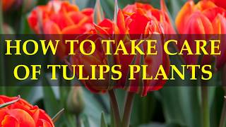 HOW TO TAKE CARE OF TULIPS PLANTS [upl. by Annais]