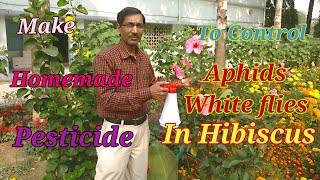 How to make Homemade Pesticide to Control Aphids and White flies [upl. by Joselyn]