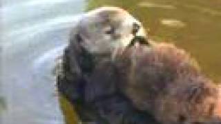 Cute Baby Sea Otters at Monterey Bay Aquarium [upl. by Curzon]