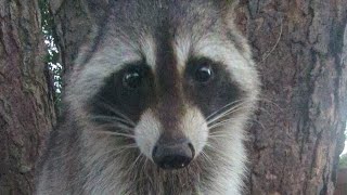 🚨Long Video  Feeding Cookie Monster 🦝 Unshelled Peanuts 🥜 from a Cup 🥤 [upl. by Sirromal]