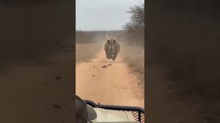 Terrifying Rhino Attack Car Drives Backward in Desperate Escape [upl. by Okemak]