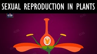 Sexual reproduction in flowering plants ncert class 10 How do organisms reproduce  CBSE Biology [upl. by Hnahym999]