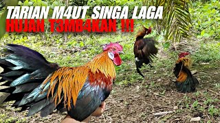 TARIAN M4UT PIKAT SINGA LAGA  HUJAN T3MB4KAN 🔥🔥🔥🔥 [upl. by Nnaeus308]