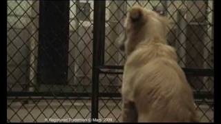 2009 PEDIGREE Adoption Drive commercial [upl. by Ahseken13]