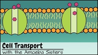 Cell Transport [upl. by Magee]