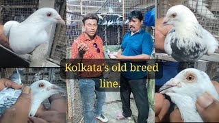 Kolkatas old breed line by Mr Jahir BapiSomnathHaldertq8mo somnathhaldar [upl. by Ahsait387]