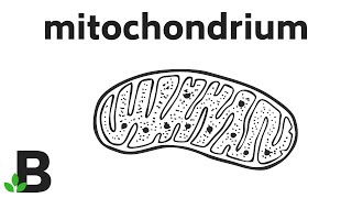 Mitochondria  Mitochondrium – Budowa Komórki Zwierzęcej Roślinnej  KOREPETYCJE z BIOLOGII – 342 [upl. by Chu]