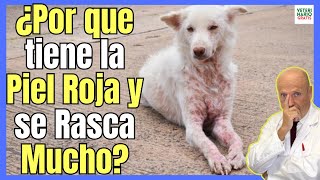 🔴 ¿PORQUE MI PERRO TIENE LA PIEL ROJA Y SE RASCA MUCHO 🆘 TRATAMIENTO DE LA DERMATITIS EN PERROS 🆘 [upl. by Nevile]