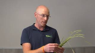 Grass Weed Identification Part 2  Blackgrass Alopecurus myosuroides [upl. by Iseabal937]