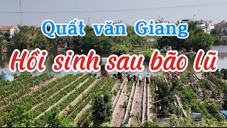 Mưa lũ không làm người chồng quất văn Giang bỏ nghề [upl. by Gerlac]