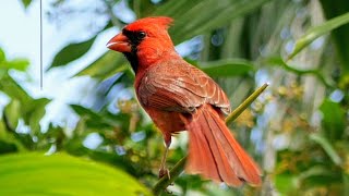 Beautiful Cardinal Calls from Florida 🎶🐦 [upl. by Ddej486]