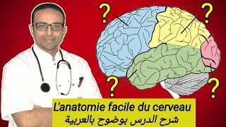 Anatomie du CERVEAU 🧠 [upl. by Ecile245]