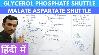 Glycerol Phosphate Shuttle and Malate Aspartate Shuttle in Hindi [upl. by Elata]